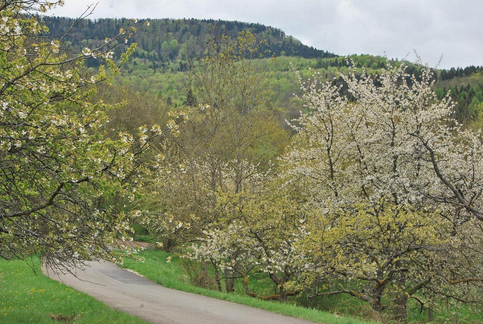 Ferienwohnungen Beim Imker Moessingen Luaran gambar